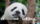熊猫速汇——向中国汇款的首选渠道！